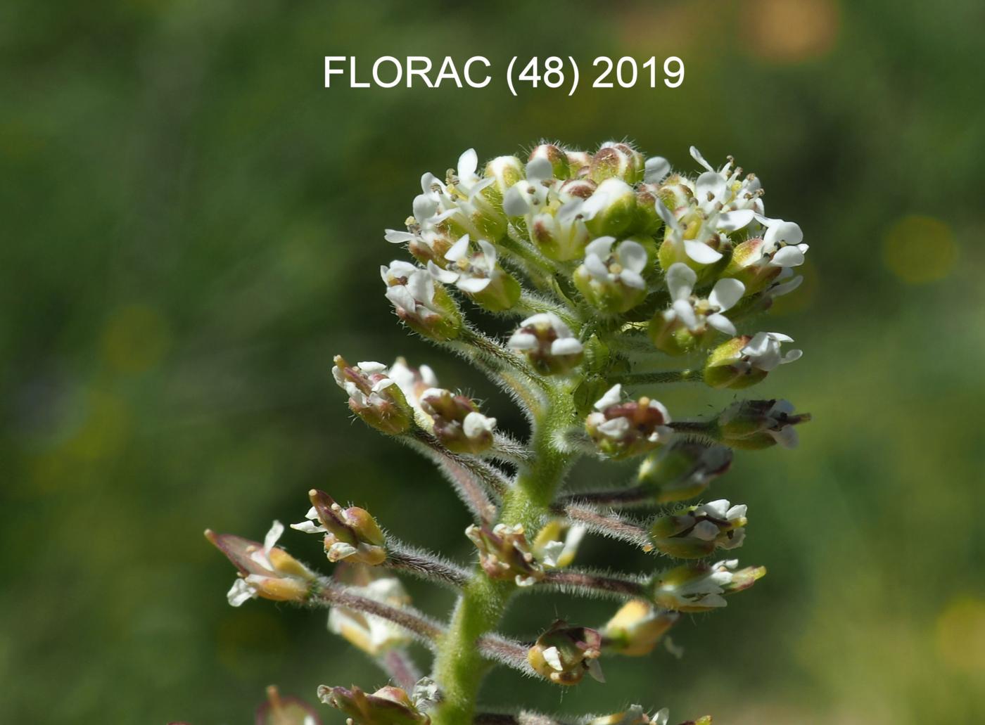 Pepperwort, Field flower